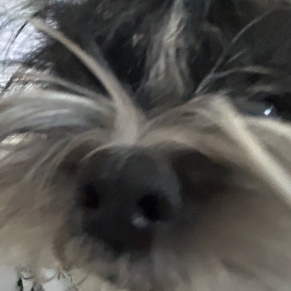 Meet your Posher, Baby_ - Picture 1 of 1